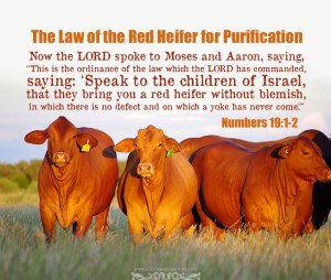 Now the Lord spoke to Moses and Aaron, saying, “This is the ordinance of the law which the Lord has commanded, saying: ‘Speak to the children of Israel, that they bring you a red heifer without blemish, in which there is no defect and on which a yoke has never come.